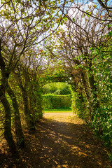 Fototapeta premium tunnel of hornbeam trees at autumn