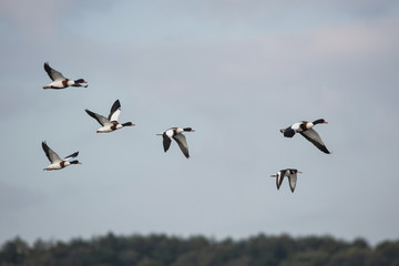 Common Shelduck and Eurasian Oystercatcher, Shelduck and Oystercatcher