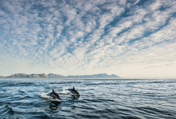 Group of dolphins, swimming in the ocean and hunting for fish. Dolphins swim and jumping from the water. The Long-beaked common dolphin (scientific name: Delphinus capensis) in atlantic ocean.