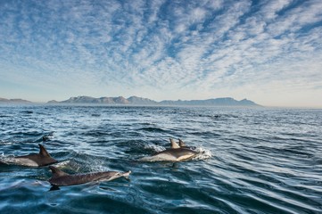 Fototapeta premium Group of dolphins, swimming in the ocean and hunting for fish. Dolphins swim and jumping from the water. The Long-beaked common dolphin (scientific name: Delphinus capensis) in atlantic ocean.