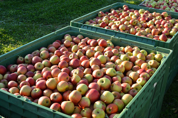 Ripe apples in big boxes