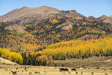 Autumn Arrives in Pike's Peak Country