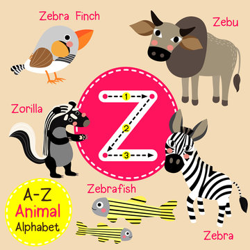 Z letter tracing. Zebra. Zebu. Zorilla. Zebrafish. Zebra Finch. Cute children zoo alphabet flash card. Funny cartoon animal. Kids abc education. Learning English vocabulary. Vector illustration.