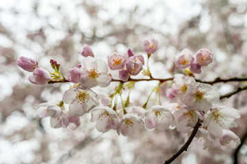 Cherry blossoms