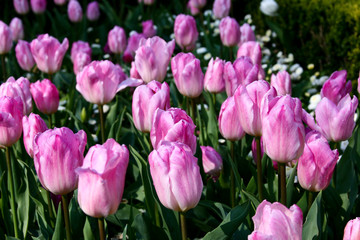 Flowers & Plants