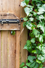 Wooden garden gate covered in ivy