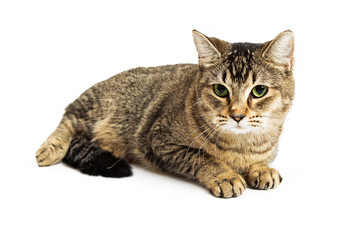 Brown Tabby Cat Lying Down Over White