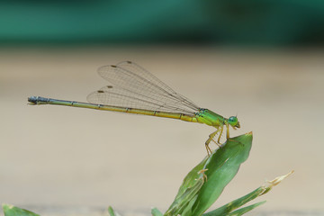 Dragonfly in Southeast Asia.