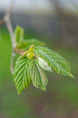 Close up of new hazelnut leaves growing in Spring