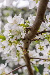 Plum blossoms