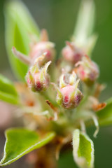 Close up of pear blossom buds.