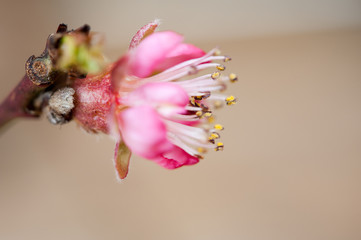 Fototapeta na wymiar Close up of a peach blossom