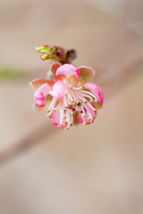 Close up of a peach blossom