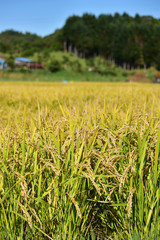 収穫直前の田んぼがある風景