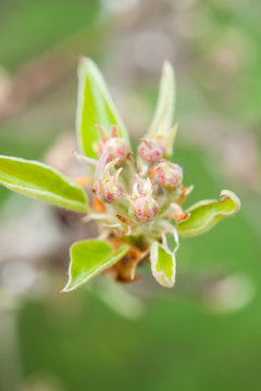 Close up of pear blossom buds.