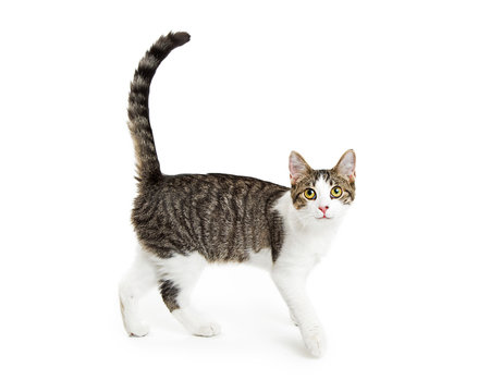 Fototapeta Happy Active Cat Walking on White