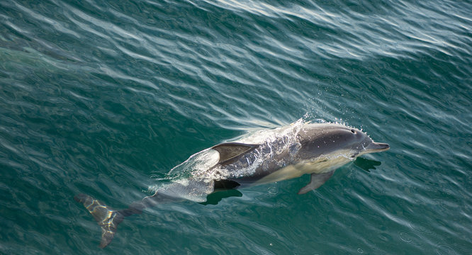 swimming dolphin in the ocean and hunting for fish. Dolphin jumping out of the water. The Long-beaked common dolphin (scientific name: Delphinus capensis) swimming in atlantic ocean.