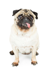Pug Dog Sitting With Tongue Out