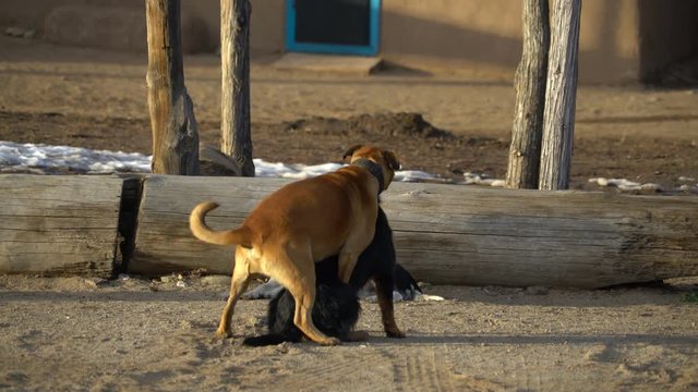 Playful Dogs in Heat in Taos Pueblo, New Mexico