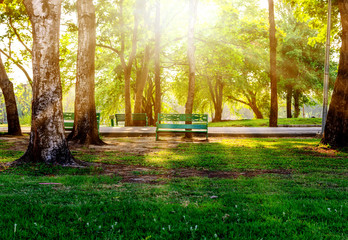 tree and green grass in the park ,background