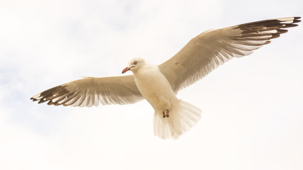 Flight of the Gulls