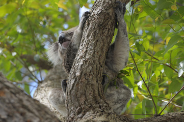  Koala in a tree.