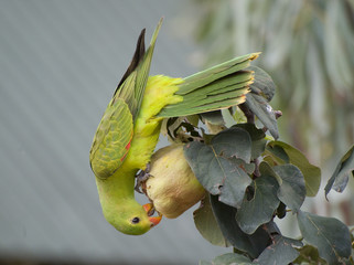  superb parrot feeding on fruit