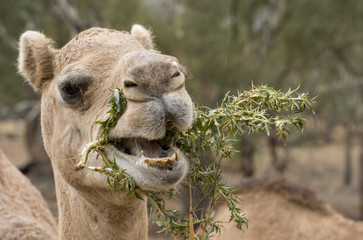 chameau mangeant des mauvaises herbes à bavures de bathurst.