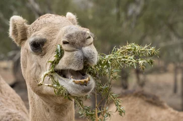 Abwaschbare Fototapete Kamel  camel eating bathurst burr weeds.