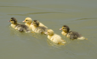 five ducklings on the Darling river at Wentworth, NSW,Australia.