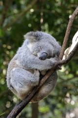 Obraz premium koala w drzewie