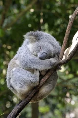 Tableaux ronds sur aluminium brossé Koala koala dans l& 39 arbre