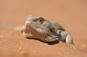 bearded dragon in outback, Australia.