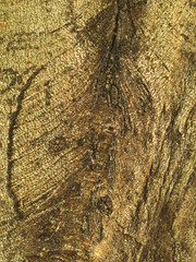 closeup shot of old and rugged weeping fig or ficus tree bark texture background