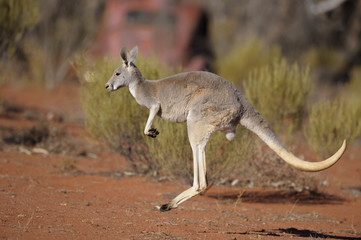 kangourou dans l& 39 arrière-pays australien.