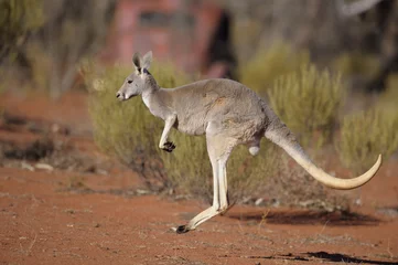 Crédence de cuisine en verre imprimé Kangourou kangourou dans l& 39 arrière-pays australien.
