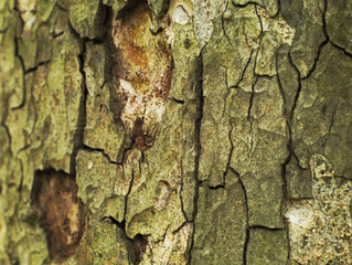 closeup shot of old and cracked tree bark texture background
