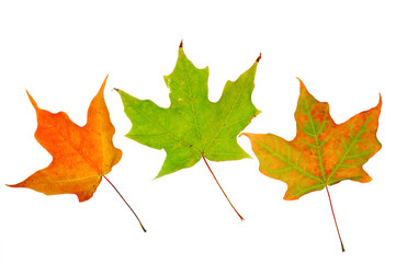 colorful autumn maple leaves isolated on white background