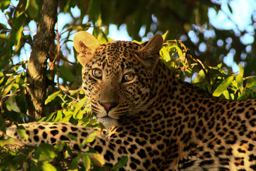 African Cats