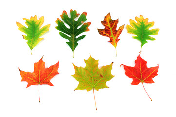 colorful autumn leaves isolated on white background