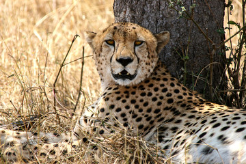 African Cats