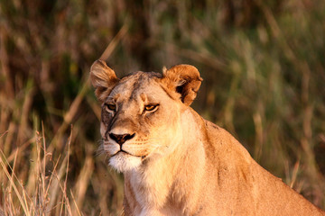 African Cats