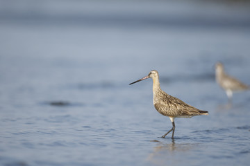 Obraz premium オオソリハシシギ(Bar-tailed Godwit)