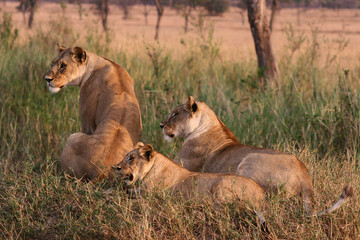 African Cats