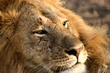 Naklejka premium African Cats