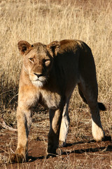 Naklejka premium African Cats