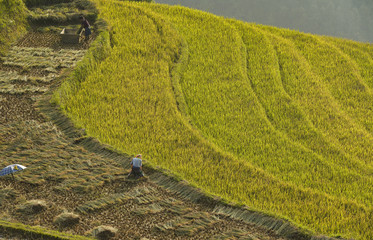 Terrace Rice fields of Mu Cang Chai, YenBai, Vietnam