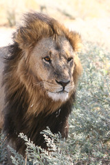 African Cats