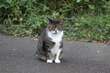 Fototapeta premium ねこ