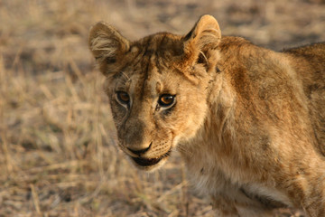 African Cats